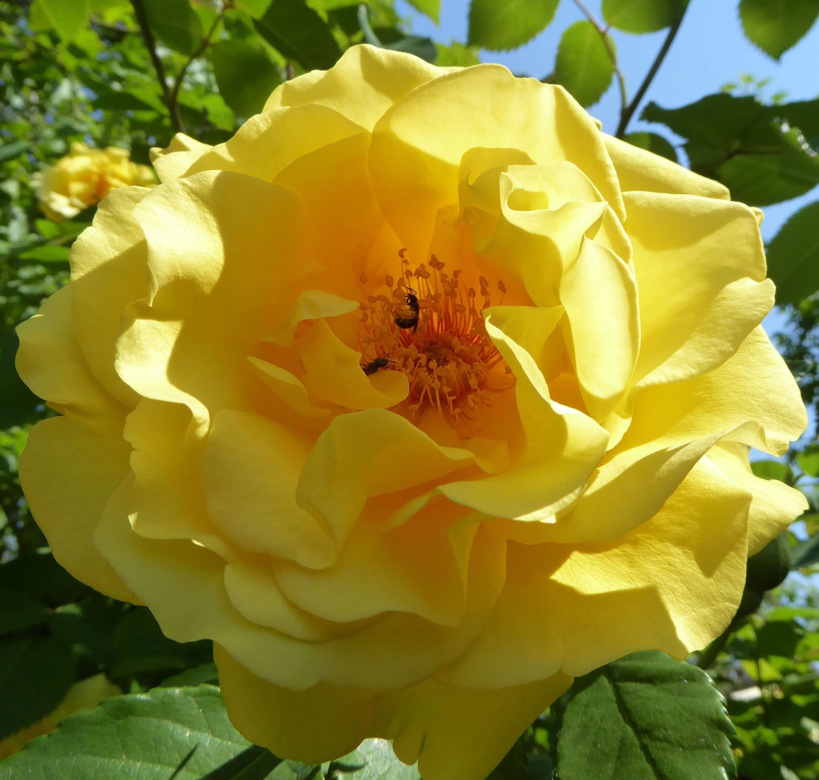 Ruža 'Yellow Clementine®'